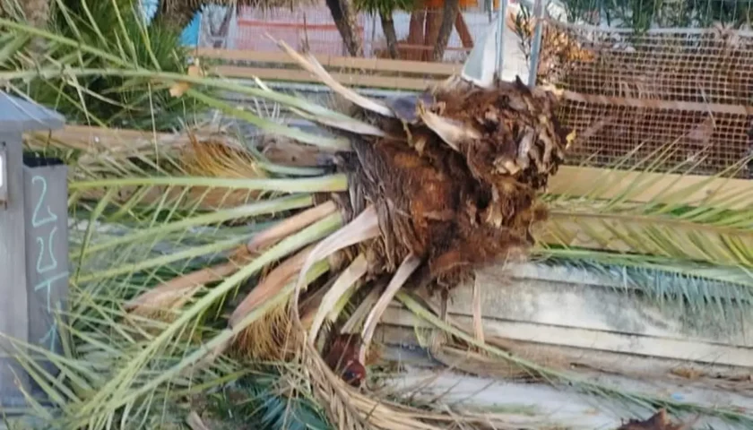 Maltempo, a Salerno palma sradicata dal vento finisce su una panchina