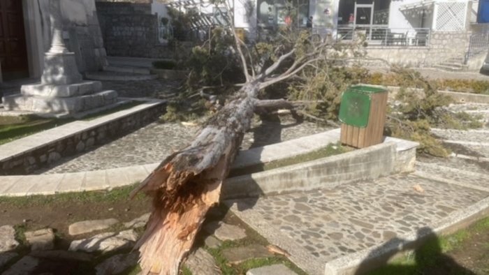 Cade un grande cipresso in piazza: paura a Sanza