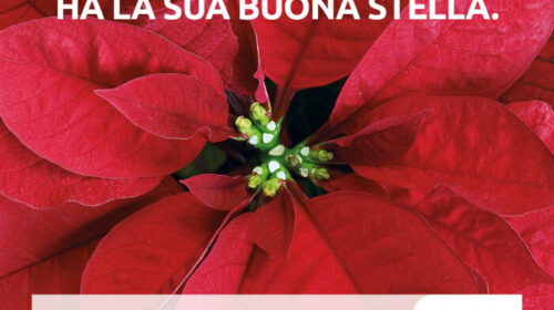 TORNANO LE STELLE DI NATALE AIL NELLE PIAZZE PER LA RICERCA CONTRO LEUCEMIA