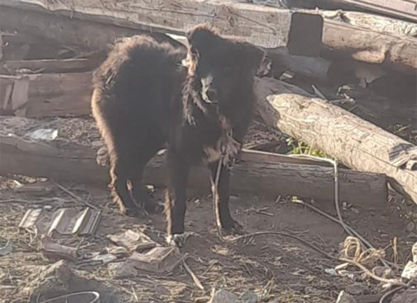 Cane malnutrito e con corda al collo, salvato a Sassano dall’Agroforestale