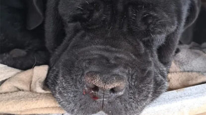 Salerno, scatta la solidarietà online per Ulisse. Il cane corso dovrà affrontare delle terapie per il tumore a Roma