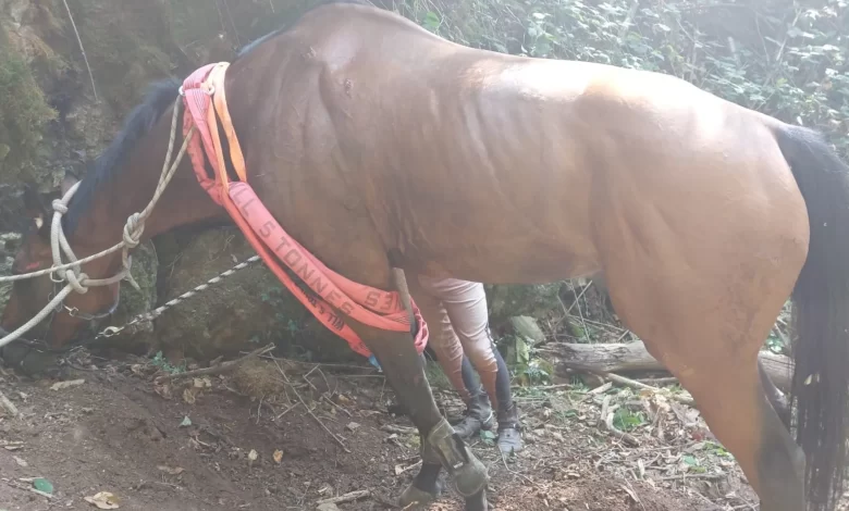 Cavallo cade in un canale stretto e resta incastrato: salvato dai Vigili del Fuoco