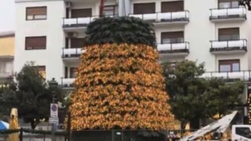 Conto alla rovescia per illuminare l’albero di Natale in piazza Portanova, il sindaco: accendiamolo tutti insieme”