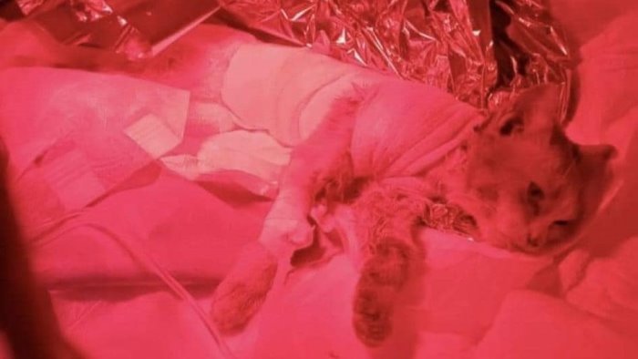 È morto il gattino scuoiato vivo ad Angri