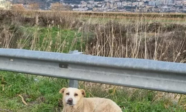 Sala Consilina, cane protegge un gatto privo di vita sulla strada statale