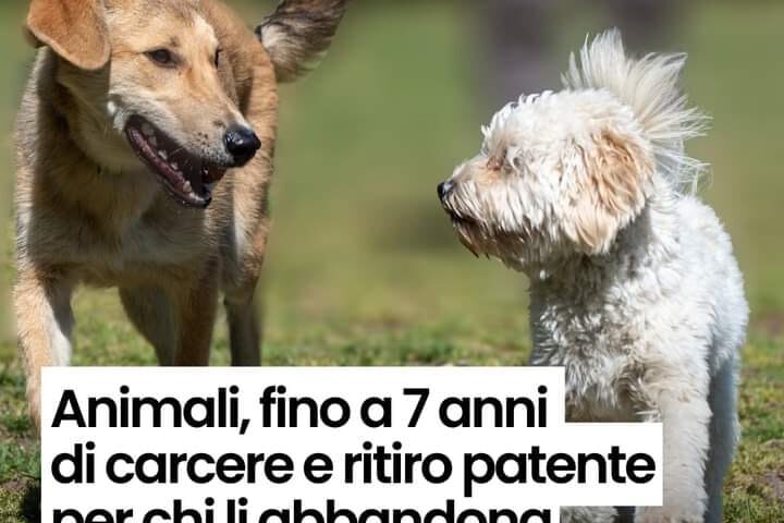 Tolleranza zero contro chi abbandona il proprio animale