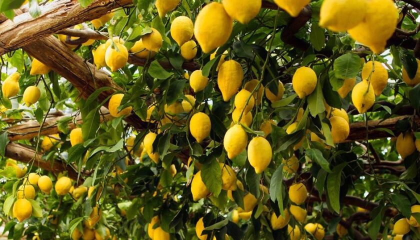 Alte temperature: a rischio anche i limoneti della Costa d’Amalfi