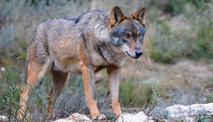 Due cani e un vitellino sbranati: allarme branco di lupi a Cava de’ Tirreni