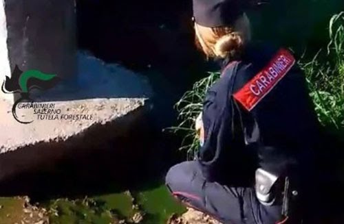 Capaccio/Paestum, sversamenti illeciti: sequestro ad azienda bufalina