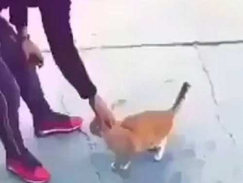 Battipaglia, prendono a calci un gattino in strada: è caccia a due giovani
