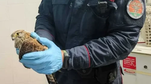 Falco ferito salvato dai Carabinieri Forestali a Buccino