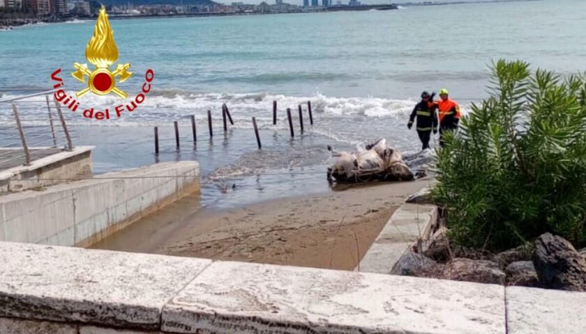 Shock a Salerno, carcassa di vitello nel mare a Santa Teresa