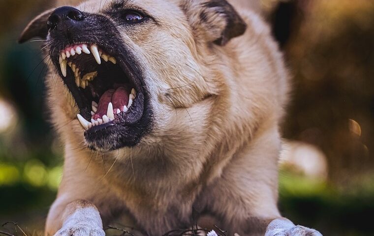 Angri, cane senza guinzaglio aggredisce ragazzo presso il rifugio “Chianiello”