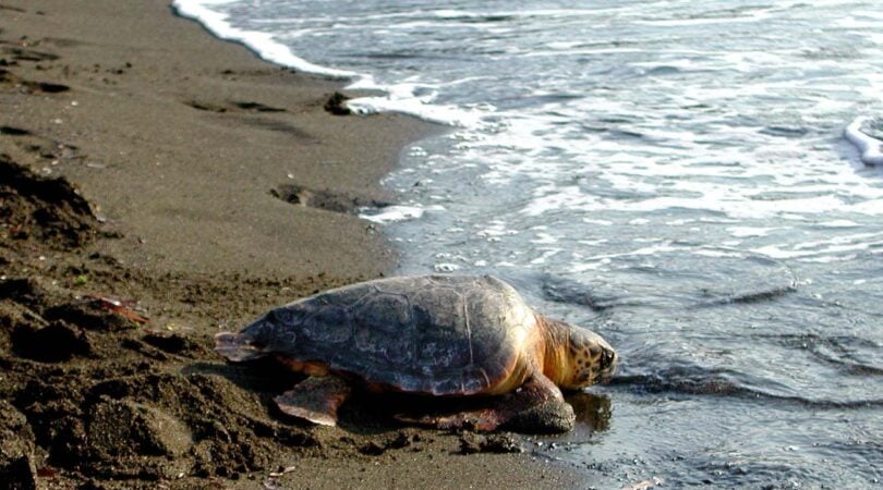 Firmato il protocollo per la tutela dei nidi Caretta caretta tra Legambiente e Fiba