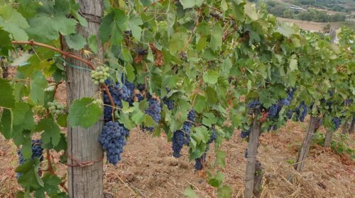 Campania, Regione stanzia quasi due milioni a sostegno dei produttori vinicoli. Domande entro il 30 aprile
