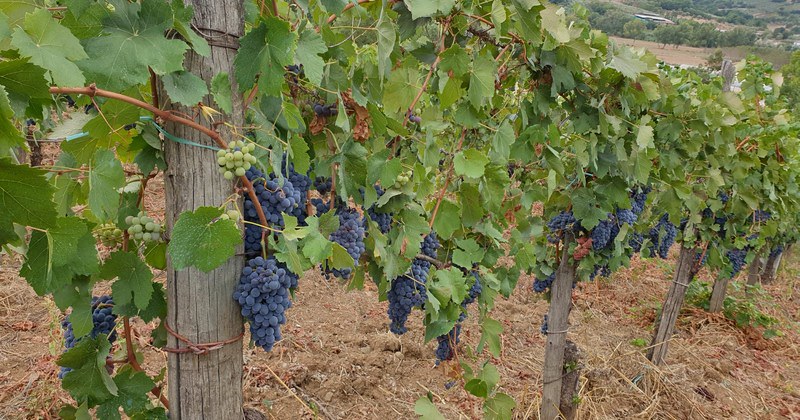 Campania, Regione stanzia quasi due milioni a sostegno dei produttori vinicoli. Domande entro il 30 aprile