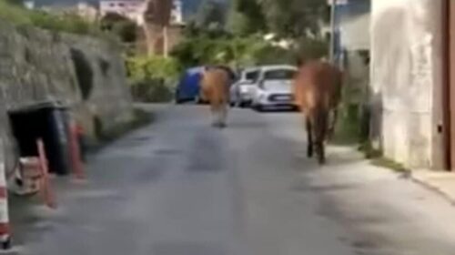 Cavalli vaganti in via Padovani, allarme del Comitato Civico Dragonea