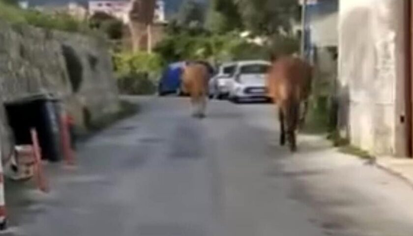 Cavalli vaganti in via Padovani, allarme del Comitato Civico Dragonea