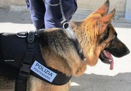 Tenta di portare droga in carcere a Salerno, scoperta dal cane della Penitenziaria