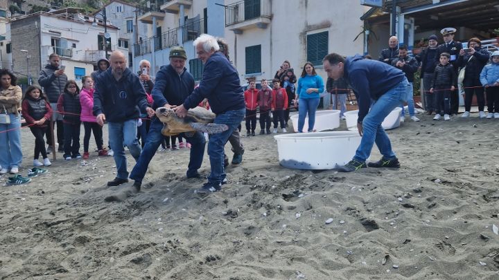 Liberate 3 tartarughe nel mare di Punta Campanella