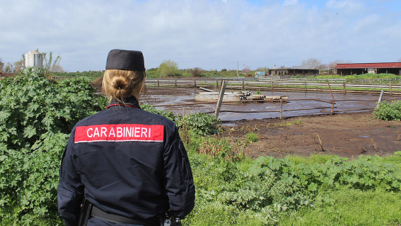 Illeciti con l’azienda bufalina a Capaccio/Paestum: denuncia e sequestro