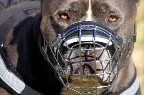 Obbligo di museruola per i cani pericolosi a Salerno, prevista una multa: passa la proposta di Cammarota
