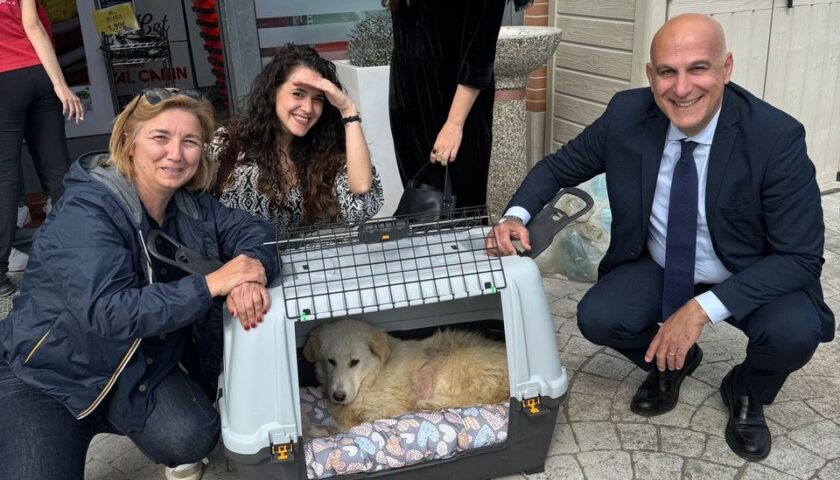 Ravello. Cane investito, scatta una gara di solidarietà. Il Comune attiva l’iter per l’assistenza veterinaria