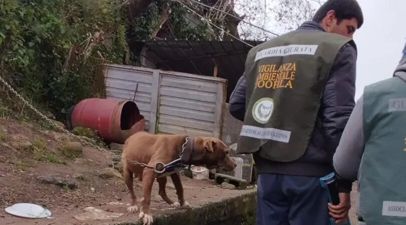 Cani legati alle catene e senza microchip tra Salerno e Bellizzi: padroni multati