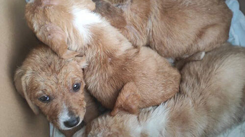 Cattiveria senza fine, cinque cuccioli di cane lanciati in un burrone nel Salernitano. Salvati