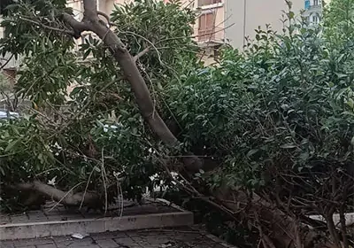 Salerno: crolla albero via Benedetto Bonazzi. Il Comitato Quartiere Santa Margherita: “Verde pubblico trascurato”