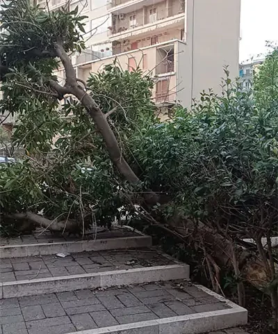 Salerno: crolla albero via Benedetto Bonazzi. Il Comitato Quartiere Santa Margherita: “Verde pubblico trascurato”