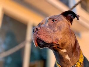 Dissequestrati i pitbull che aggredirono e uccisero il piccolo Francesco Pio a Eboli, plauso della Protezione Animali ai magistrati