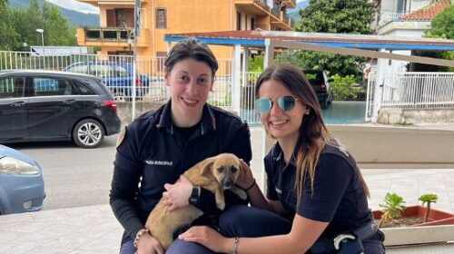 A Roccapiemonte gli agenti della Polizia Locale ritrovano una cagnolina e la “adottano”