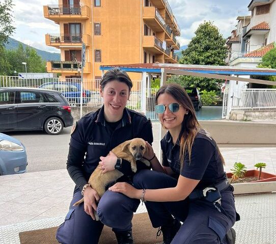 A Roccapiemonte gli agenti della Polizia Locale ritrovano una cagnolina e la “adottano”