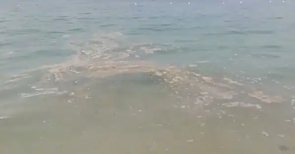 Mare cloaca sul litorale di Salerno, Iannelli: “Colpa anche di scarichi illegali e barche”