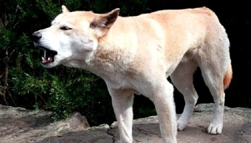 Porta il cane a passeggio, aggredita da 5 randagi