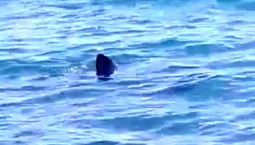 “Squalo in acqua”,  fuggi fuggi dalla spiaggia a Sapri