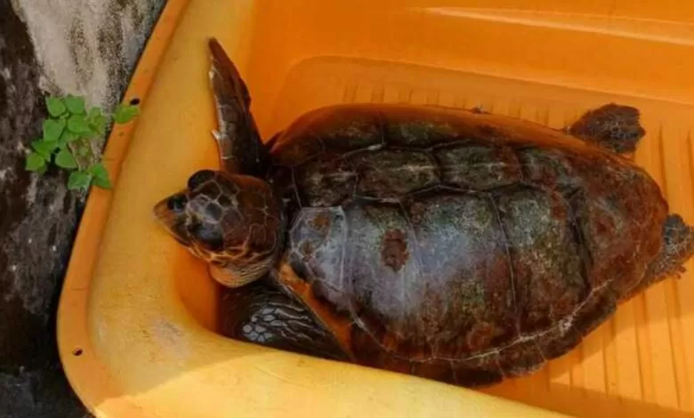 Amalfi, tartaruga Caretta Caretta in difficoltà salvata da due pescatori