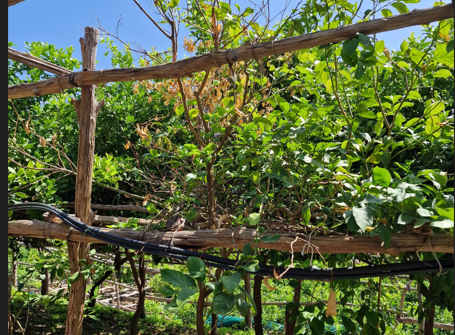 “Mal secco degli Agrumi”, ad Amalfi per unire le forze in soccorso dei produttori