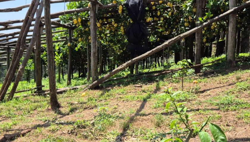 Fungo malsecco in costiera amalfitana, Coldiretti guida la controffensiva per tutelare i limoneti