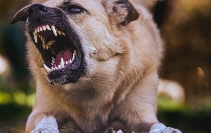 Angri, attimi di terrore in pieno centro: madre con figlia incinta e il cane attaccati da un randagio