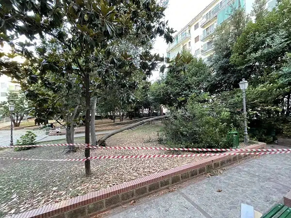 Salerno, albero caduto a Villa Carrara