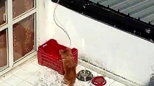 MORTI 4 CUCCIOLI A BATTIPAGLIA CHIUSI IN TERRAZZA SOTTO IL SOLE COCENTE. LNDC ANIMAL PROTECTION DENUNCIA E CHIEDE VERIFICHE