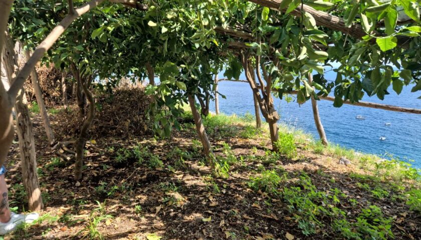 Mal Secco, al via i controlli della Coldiretti Napoli dei limoni della penisola sorrentina