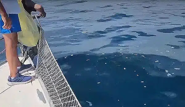Salerno, velisti e motoristi raccolgono rifiuti in mare