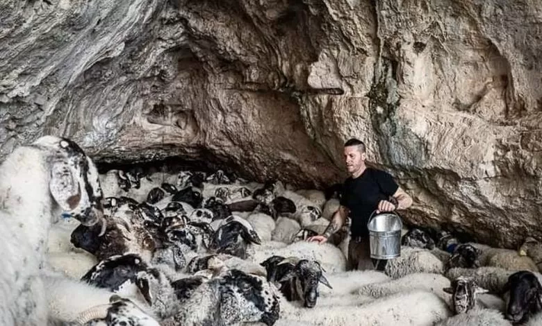Pastori regalano 30 capi di ovini ad un altro allevatore