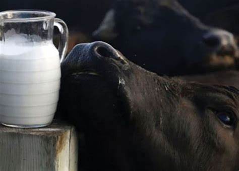 Latte bufalino, Copagri Campania: sostenere il prezzo alla stalla è indispensabile