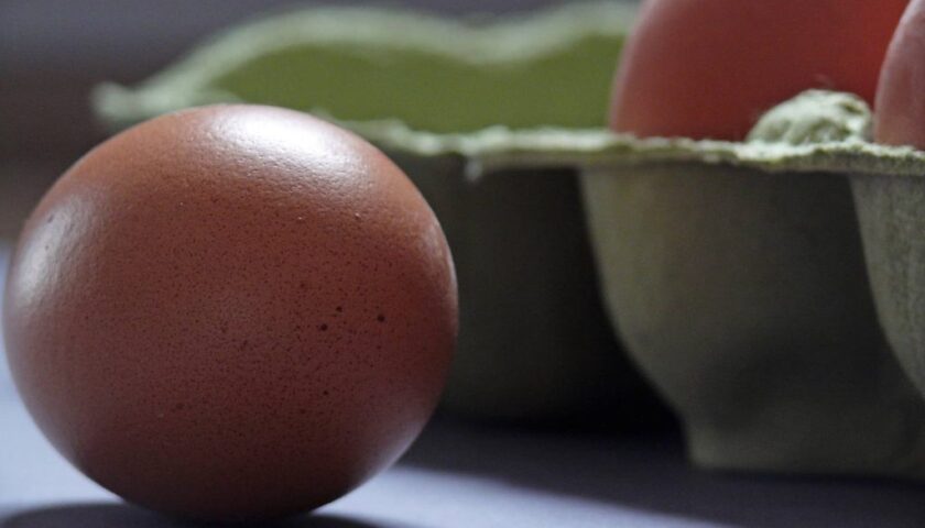 Salmonella, diversi lotti uova ritirati da supermercati