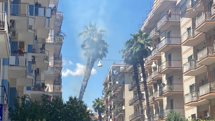 Salerno, via Luigi Guercio assediata dai topi: nessuna risposta dalle autorità preposte
