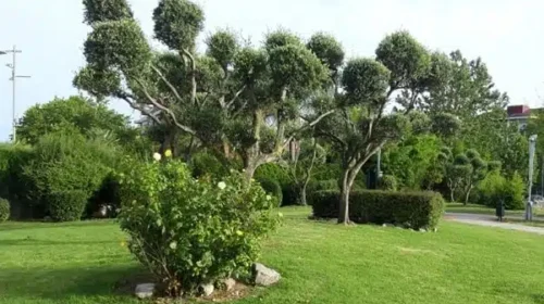 Salerno, ragazzino aggredito al Parco Mercatello: indagano i carabinieri